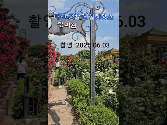 장미는 작지만 확실한 힐링을 전하는 한밭수목원 장미원
