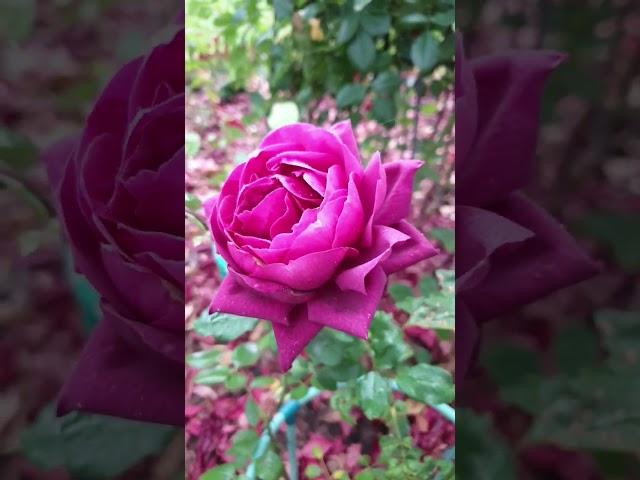 Роза The Prince #розы #бодровцветовод #davidaustinroses #розывсаду