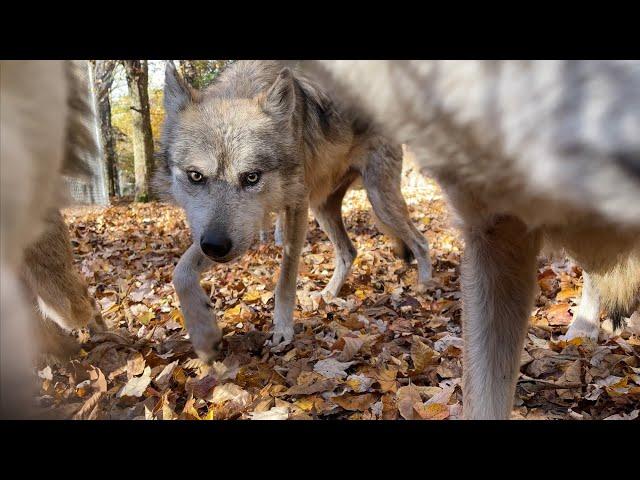 How to Boop a Pack of Wolves