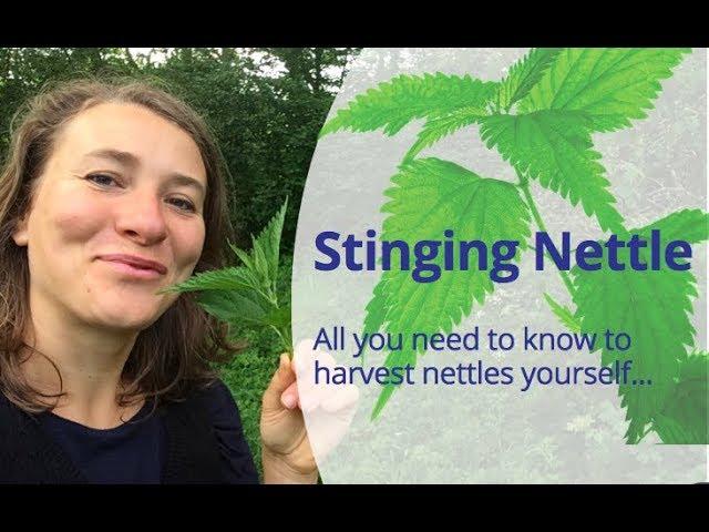 How to Harvest Stinging Nettle (Urtica Dioica)? To make nettle tea, nettle soup or nettle pesto