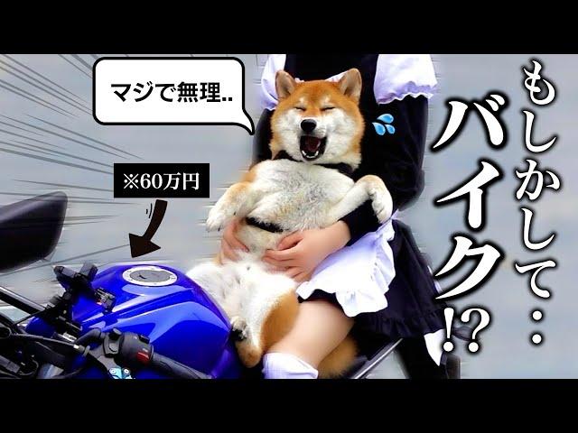 「運転中に暴れるな。」初めてバイクに乗った柴犬こまちゃんの反応がこちらwww