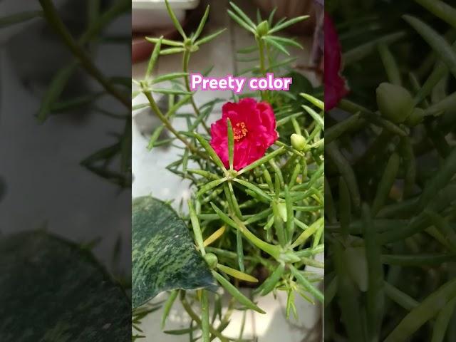beautiful flowers #ytshorts #treanding #flowers #viralshort #viralvideo #treadingshorts #gardening