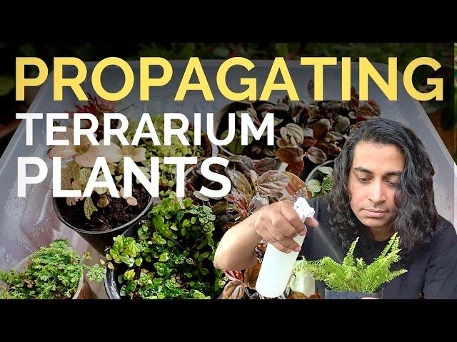 Propagate plants for terrariums