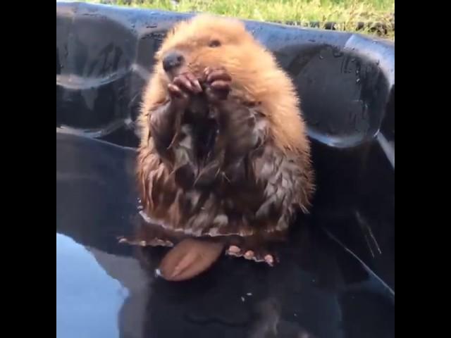 Baby Beaver is up to something