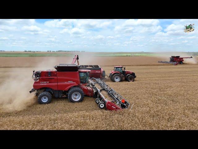 Winter Wheat Harvest 2024 near Hazelton Kansas | Paplow Harvesting