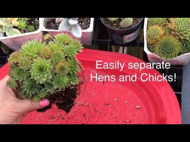 HOW TO Easily Propagate dividing separate Hens and Chicks Sempervivum EASY with MOODY BLOOMS