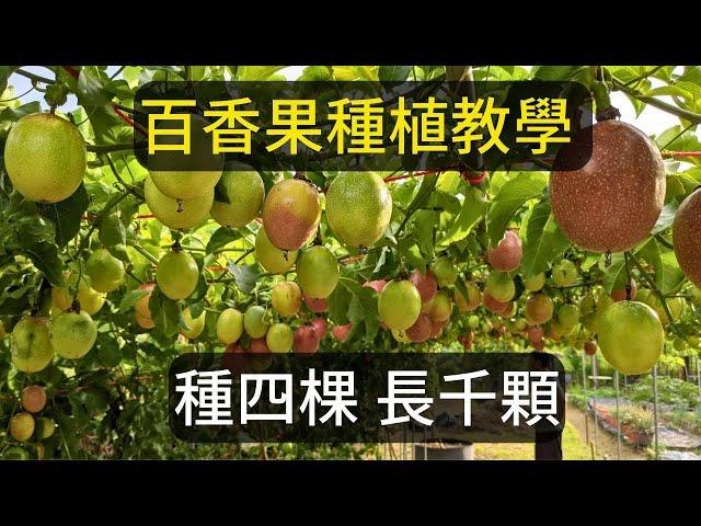 滿天星百香果種植方法分享 | 阿星種植