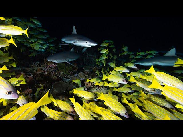 Sharks of French Polynesia ©19 Wild Earth Expeditions