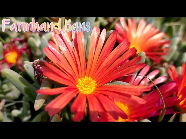 Coppery mesemb | Coppery ice plant and the bees (Pollination)  [Farmhand Bans]