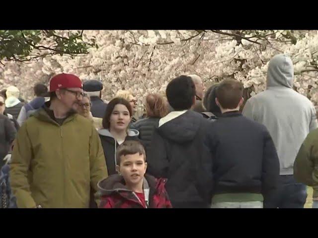 National Cherry Blossom Festival 2024 officially kicks off despite gloomy weather | NBC4 Washington