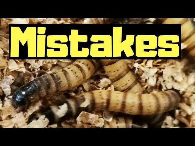 Top 5 Superworm Breeding Mistakes