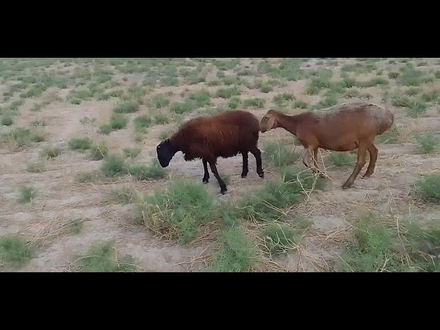 lower goat breeding process