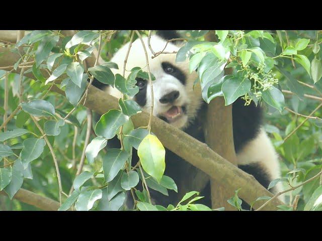 7.31 Baby Jia Xin won't come down. Nanny has to climb up the tree to get her