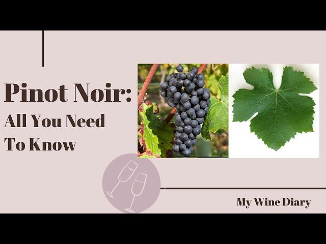 Pinot Noir Explained: Everything You Need to Know About This Elegant Red Wine!