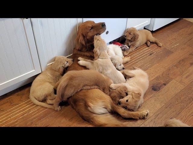 Golden Retriever Dad Babysits Puppies