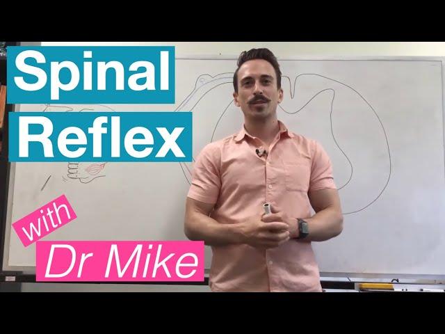 Spinal Reflex (Simple Reflex Arc)