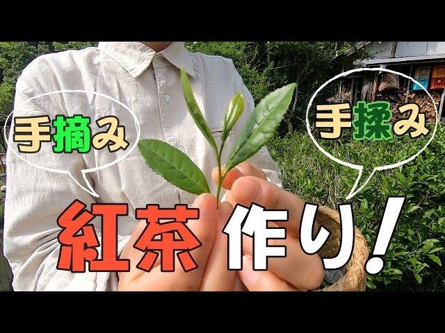 【自給生活】手摘みの茶葉から紅茶を作る　[living] Making black tea from hand-picked tea leaves