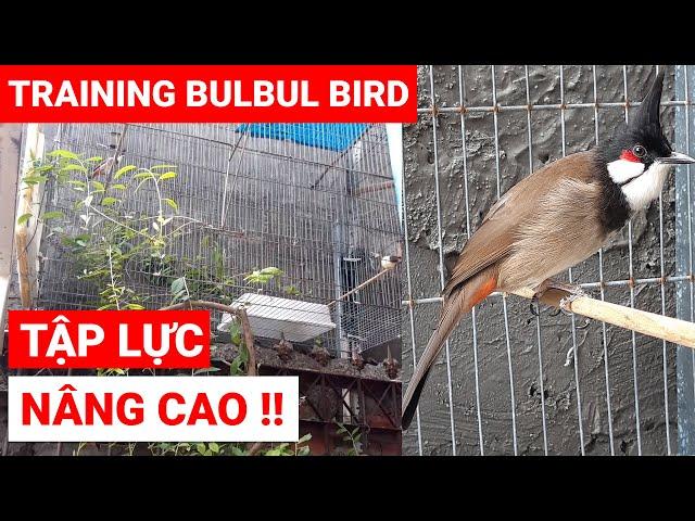 TẬP LỰC NÂNG CAO - CHÀO MÀO HÓT ĐẤU