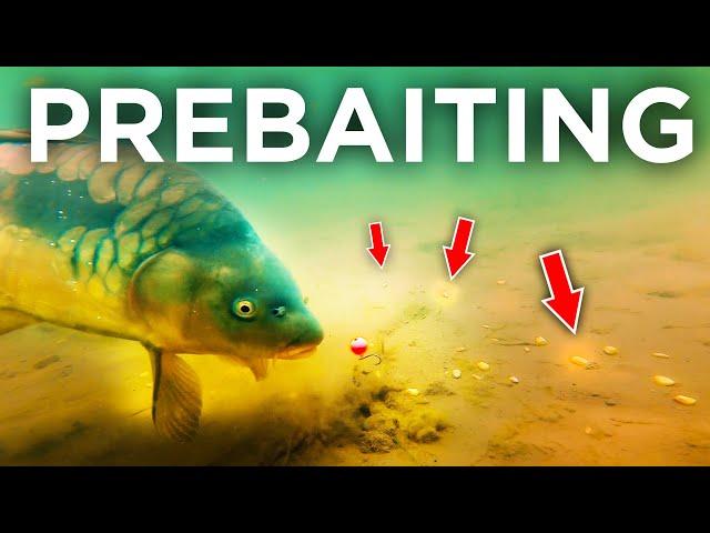 Carp Fishing's Biggest Edge... How To Prebait Effectively!