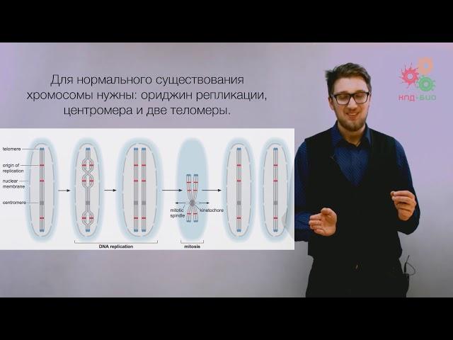 Поддержание и копирование генома. Хроматин. Упаковка ДНК (без музыки)