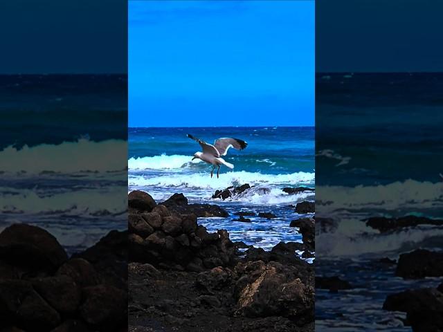 Fuerteventura  Albatross at the ocean