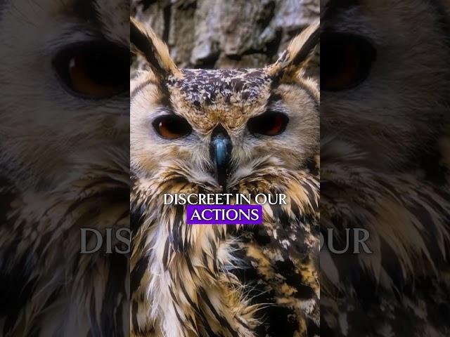 should we inspired from an owl? motivation from animal and wildlife #shorts #motivation #animals