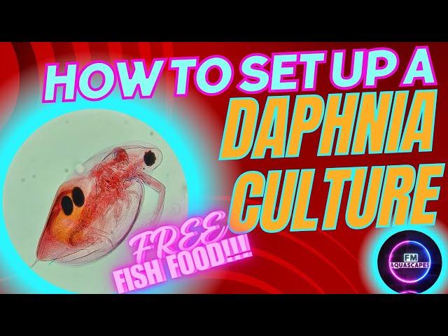 How to Culture Daphnia | Easy guide on how to breed, feed & care for Daphnia | FREE LIVE FISH FOOD!