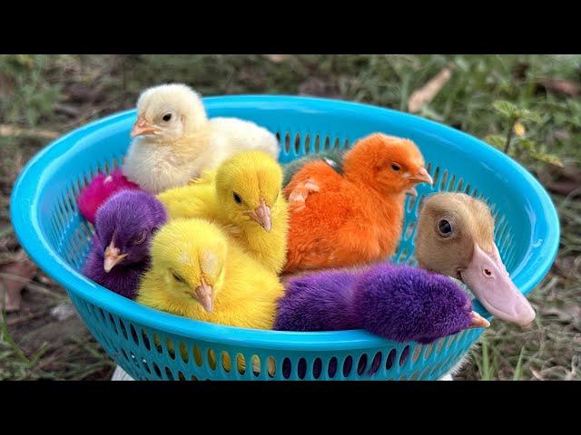 Catch millions of cute chickens, colorful chickens, rainbow chickens, rabbits, ducks, cute animals