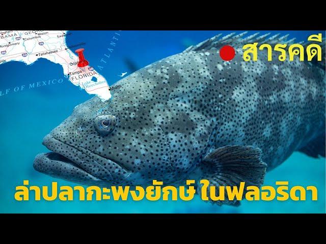 สารคดี ล่าปลากะพงยักษ์ ในฟลอริดา