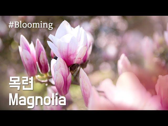 Magnolia Flowering / Magnolia / Blooming