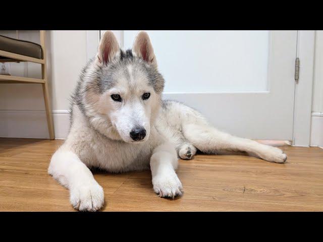 My Husky Memphis Goes Back to the Vet Health Update