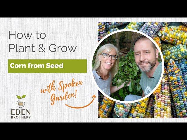 How to Plant and Grow Corn from Seed