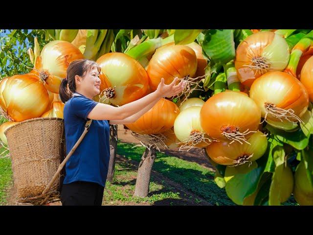 Farm Life | Harvesting Giant Onions - Sweet Onion Variety Goes to Market Sell | Lý Tiểu Luyến