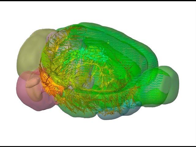 Virtual Tour: Allen Mouse Brain Connectivity Atlas