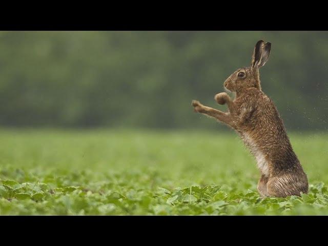 Want the Shot? Get the Lens | Wildlife