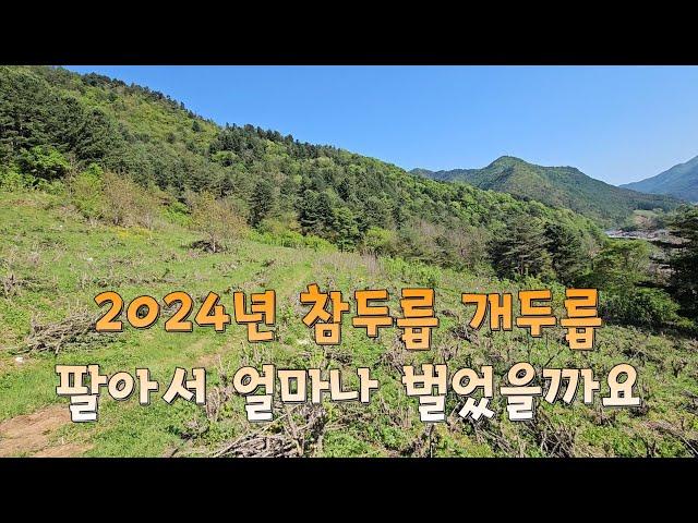 2024년 엄나무순, 두릅 팔아서 얼마나 벌었을까요