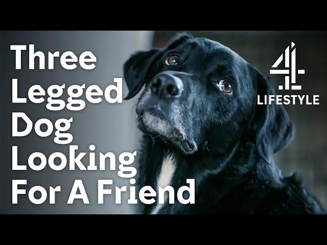 Depressed Dog finds Happiness after an Accident | The Dog House | Channel 4