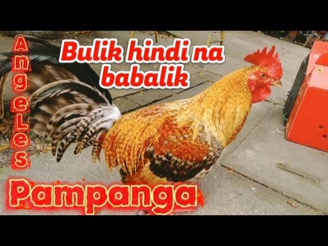 part#69 UPDATE SA BENTAHAN NG MANOK SA ANGELES PAMPANGA.. #20wilz #bocaue #bossperry