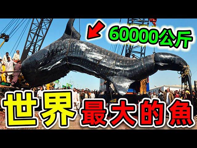 全世界最大的10種超級巨魚！大白鯊只排第3，第一名重達60000公斤，把鯨魚當食物吃。|#世界之最top #世界之最 #出類拔萃 #腦洞大開 #top10 #最大的魚