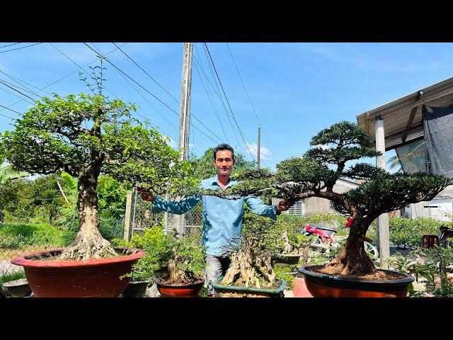 Văn An 23/11 chào bán nhiều tác phẩm bonsai Để Sân và Để Bàn giá tầm trung  #0774816331