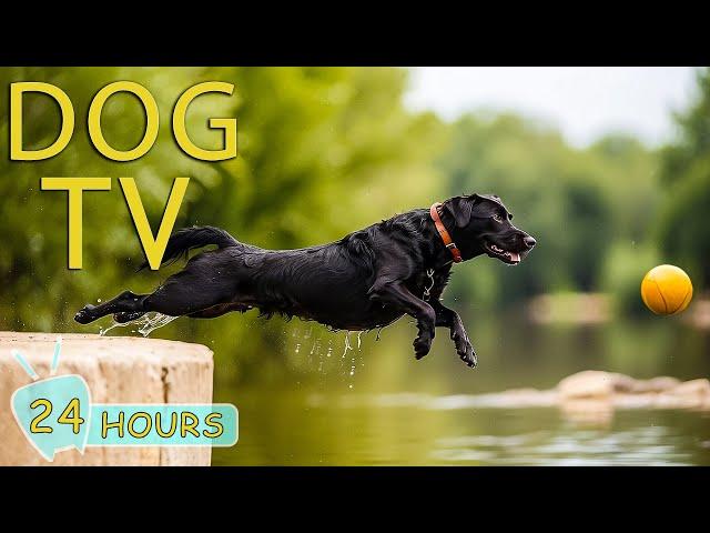 Dog TV: Best Entertainment Video for Dog - The Ultimate to Ease Your Dogs Anxiety ou are Not at Home