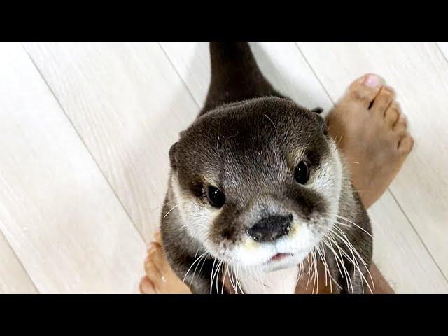 An otter's trick! Turning over! #Shorts