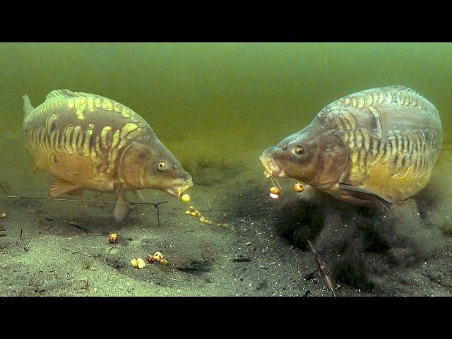 Best underwater carp fishing compilation (2020-2023)