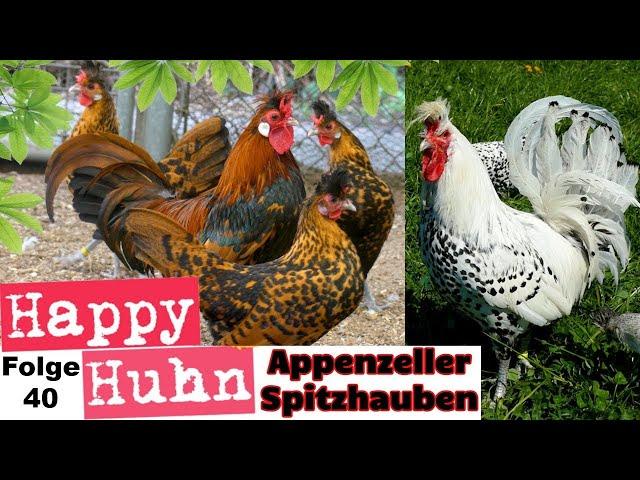 Appenzeller Spitzhauben - Crested Appenzeller chickens - German video with English subtitles