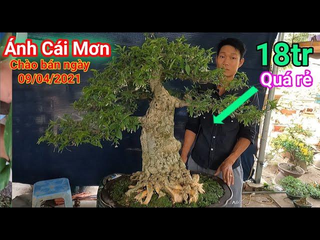 Mai Chiếu Thủy, Nguyệt Quế , Linh Sam vườn Ánh Cái Mơn ở Bến Tre giao lưu ngày 09/04/2021