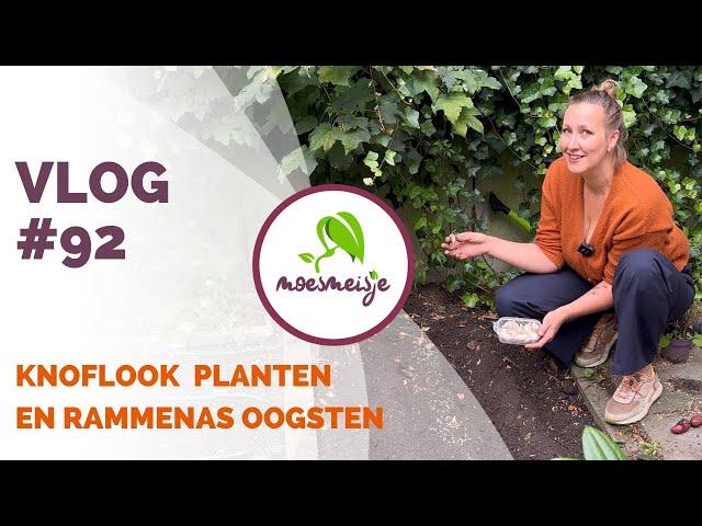 MOESTUIN VLOG #92 | Knoflook planten, rammenas en meer oogsten en nateelt in de moestuinbak 