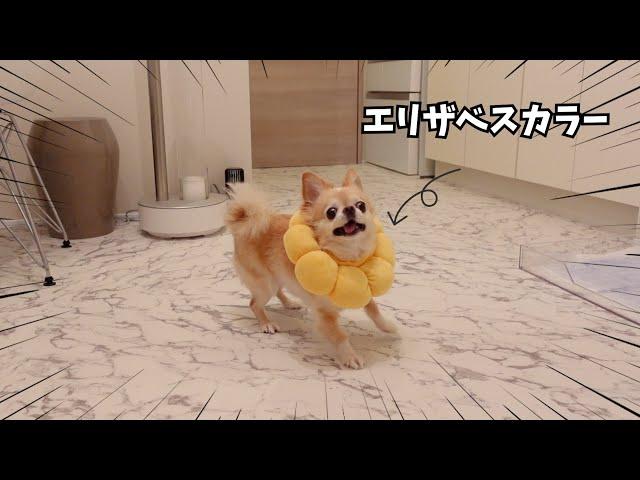 手術後なのにあるものを食べて元気すぎる犬がこちらです