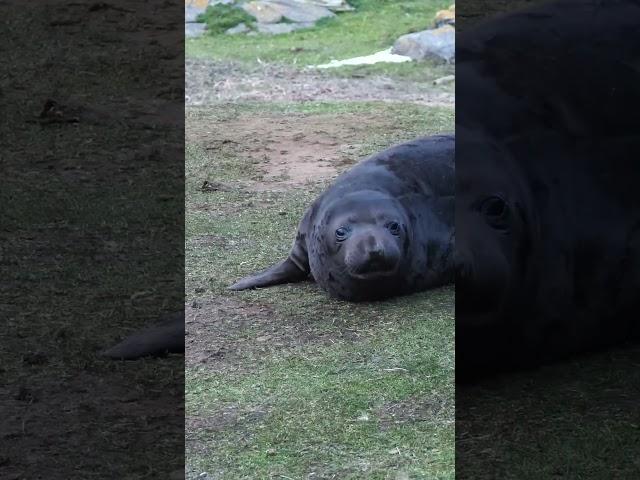 The cutest sound in the animal kingdom: Northern Elephant Seal pups!