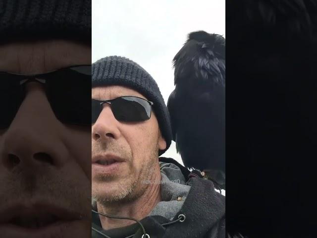 Sunday walk with Ragnar raven.