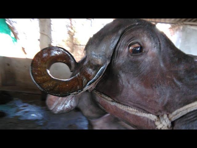 Eye blinking nervous sign in surra or trypanosomiasis in a buffalo